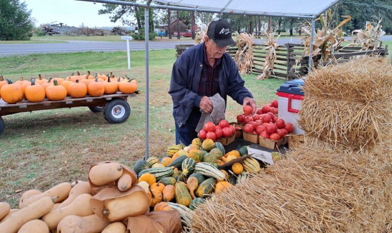 Lawrence Marks looks through vegetables at his farmstand, Opa’s Fresh Veggies, on a recent Sunday afternoon. (Photo by Arlene Bachanov)