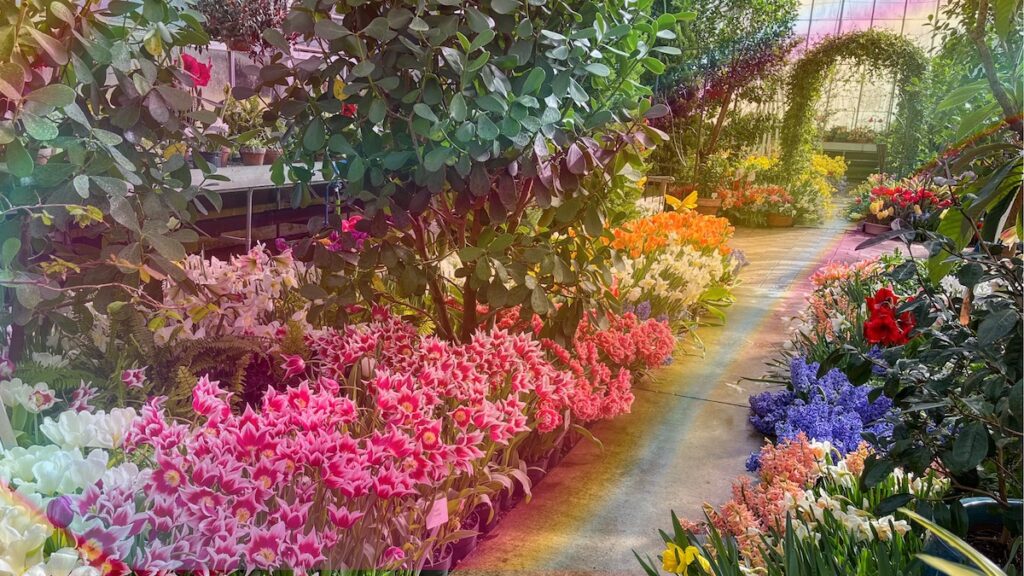 Hidden Lake Gardens' Spring Flower Show opens March 8. (Photo courtesy of Hidden Lake Gardens.)