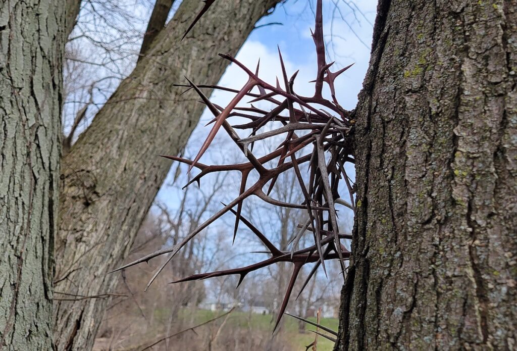 Honeylocust thorns in Oak Grove Cemetery.