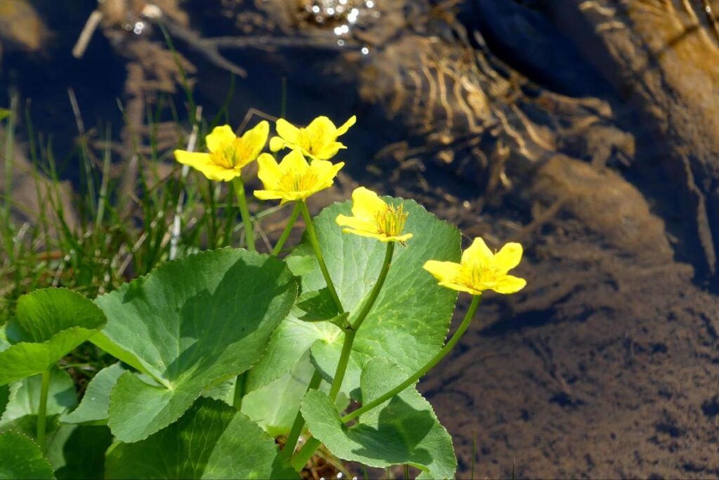 Marsh marigold blooming in a stream.