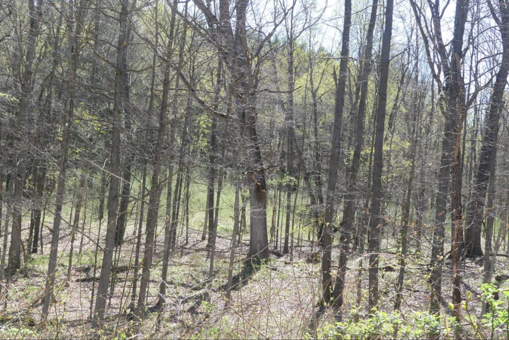 One of the white oaks was larger than the others: the mother tree of a surrounding nursery of younger trees.