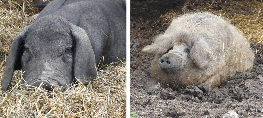 A few of the many charismatic personalities that might be encountered during a stroll around Asam Acres. (Photos by Kadi Franson)