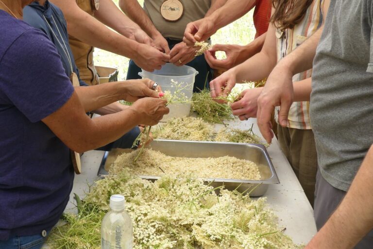From forest to table at Great Lakes Foragers Gathering